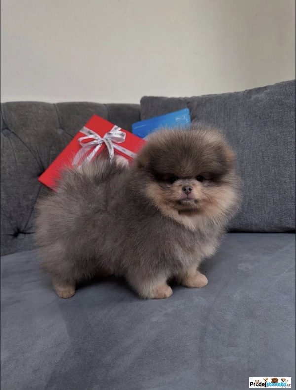 detailní fotografie