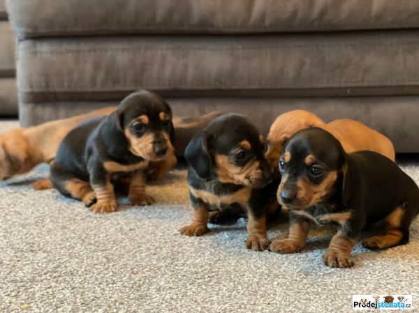 detailní fotografie