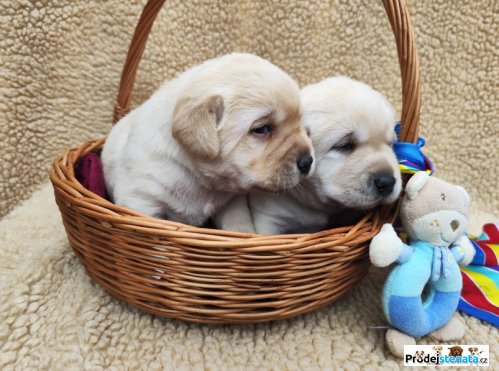 detailní fotografie