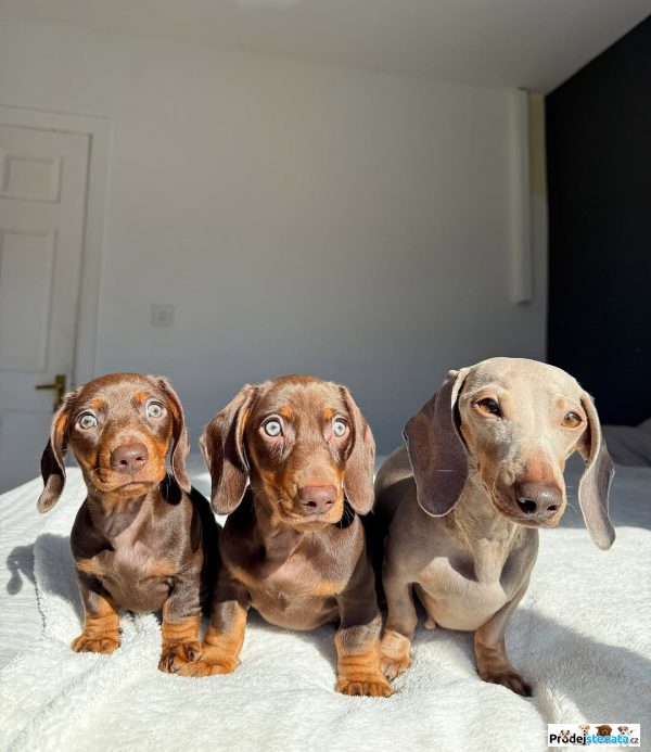 detailní fotografie