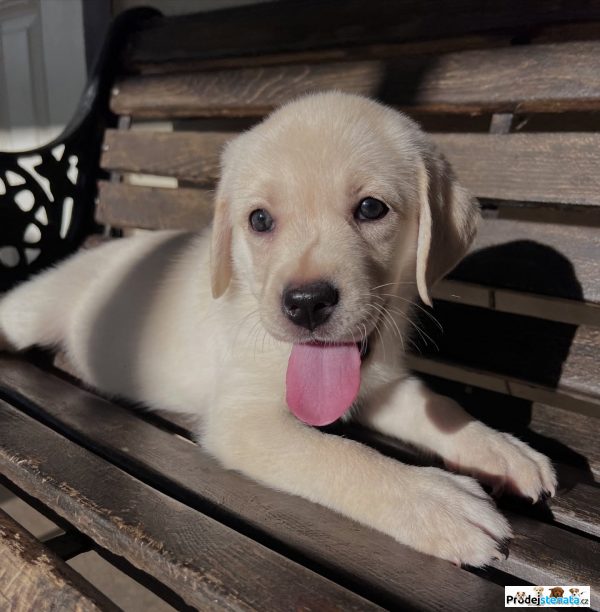 detailní fotografie