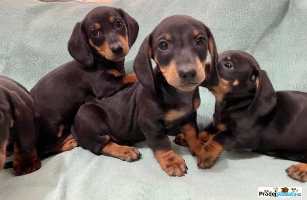 detailní fotografie