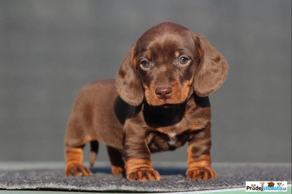 detailní fotografie