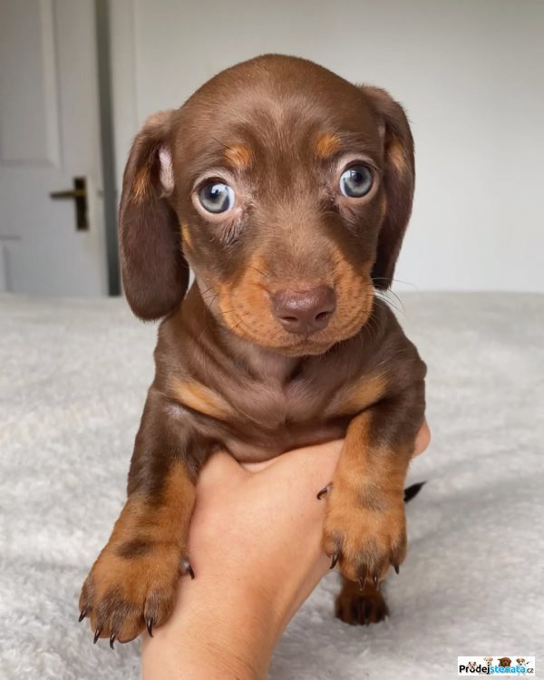 detailní fotografie