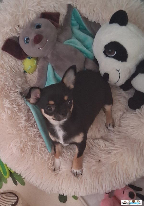 detailní fotografie